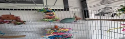 Parrots birds for sale: Beautiful Hand Tame Baby Male Parrotlet  - Advert 6