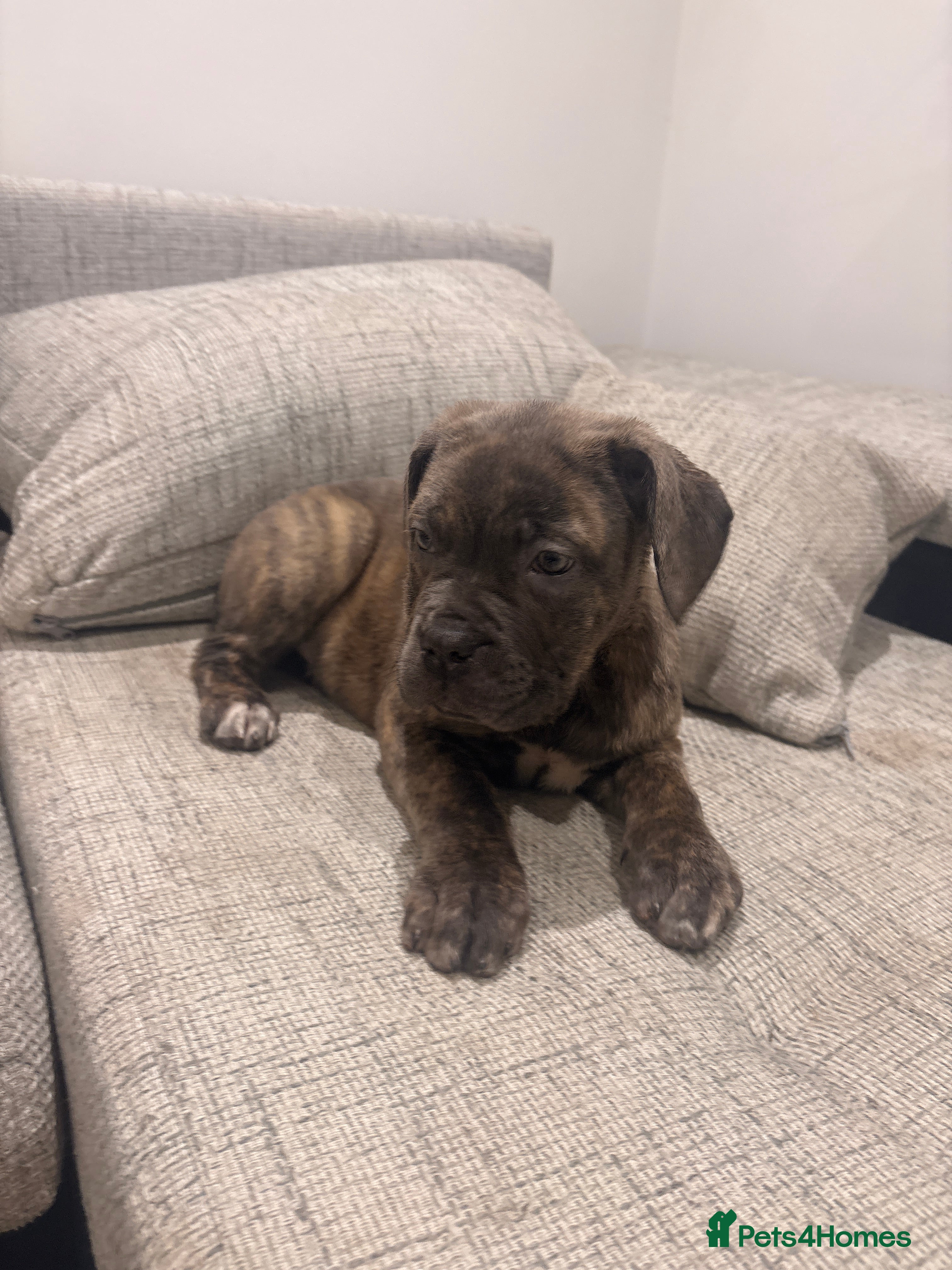 Mixed Breed dogs Puppies for Sale & Ready to go!! - Advert 18