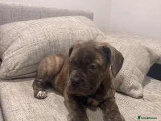 Mixed Breed dogs Puppies for Sale & Ready to go!! - Advert 18