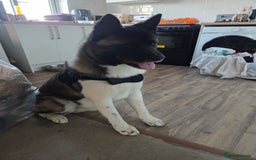 Akita dogs for sale: 11 month old American akita(need gone ASAP) - Image 3