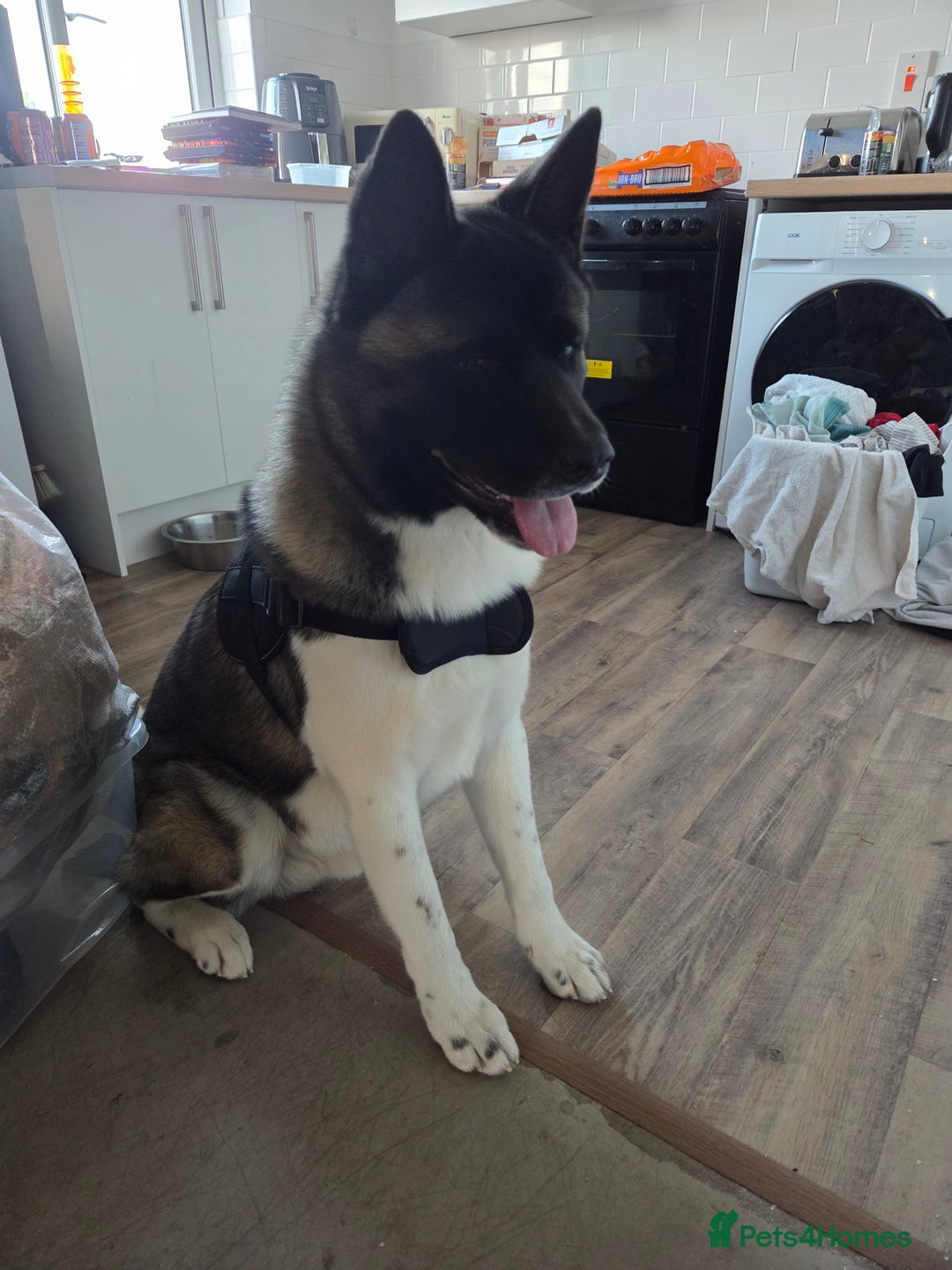 Akita dogs for sale: 11 month old American akita(need gone ASAP) - Image 3
