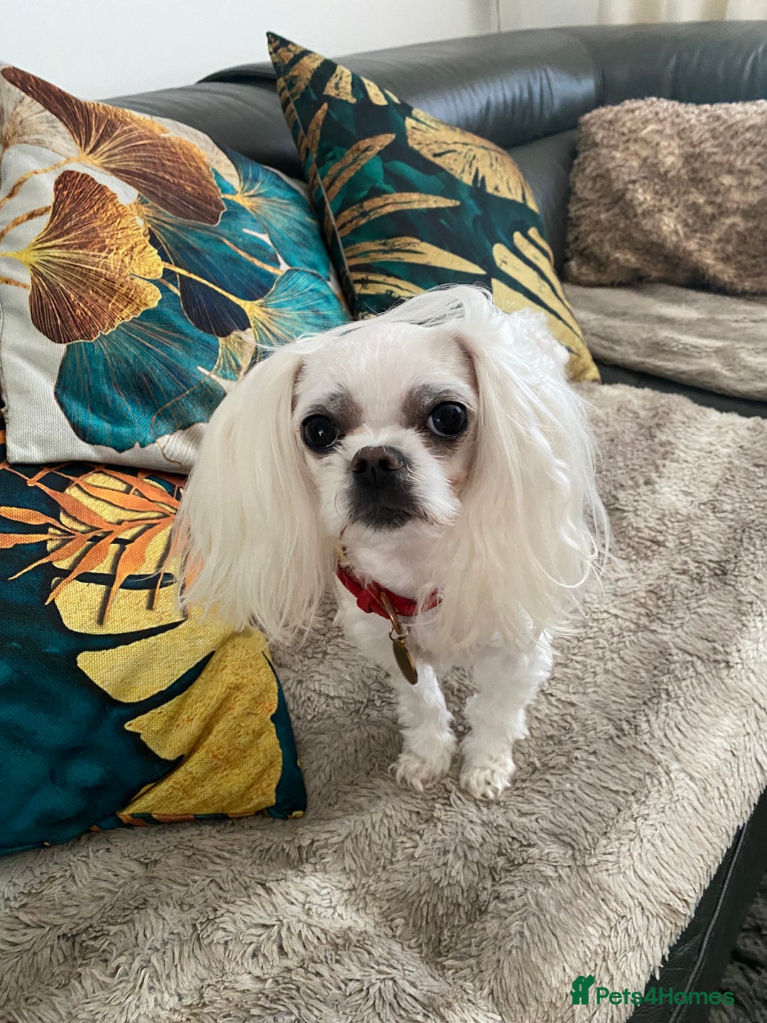 Maltese dogs for stud: 🌟Stunning KC Reg Korean Maltese boy for STUD in Waltham Cross - Image 3