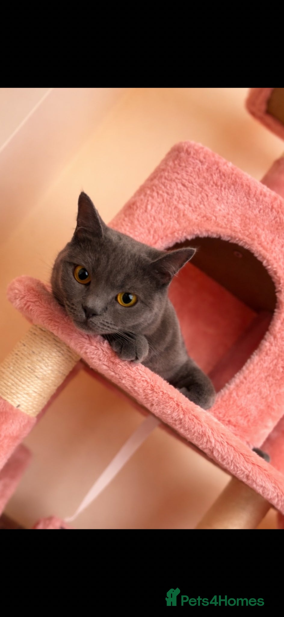 Mixed Breed cats Mixed British short hair  - Advert 1