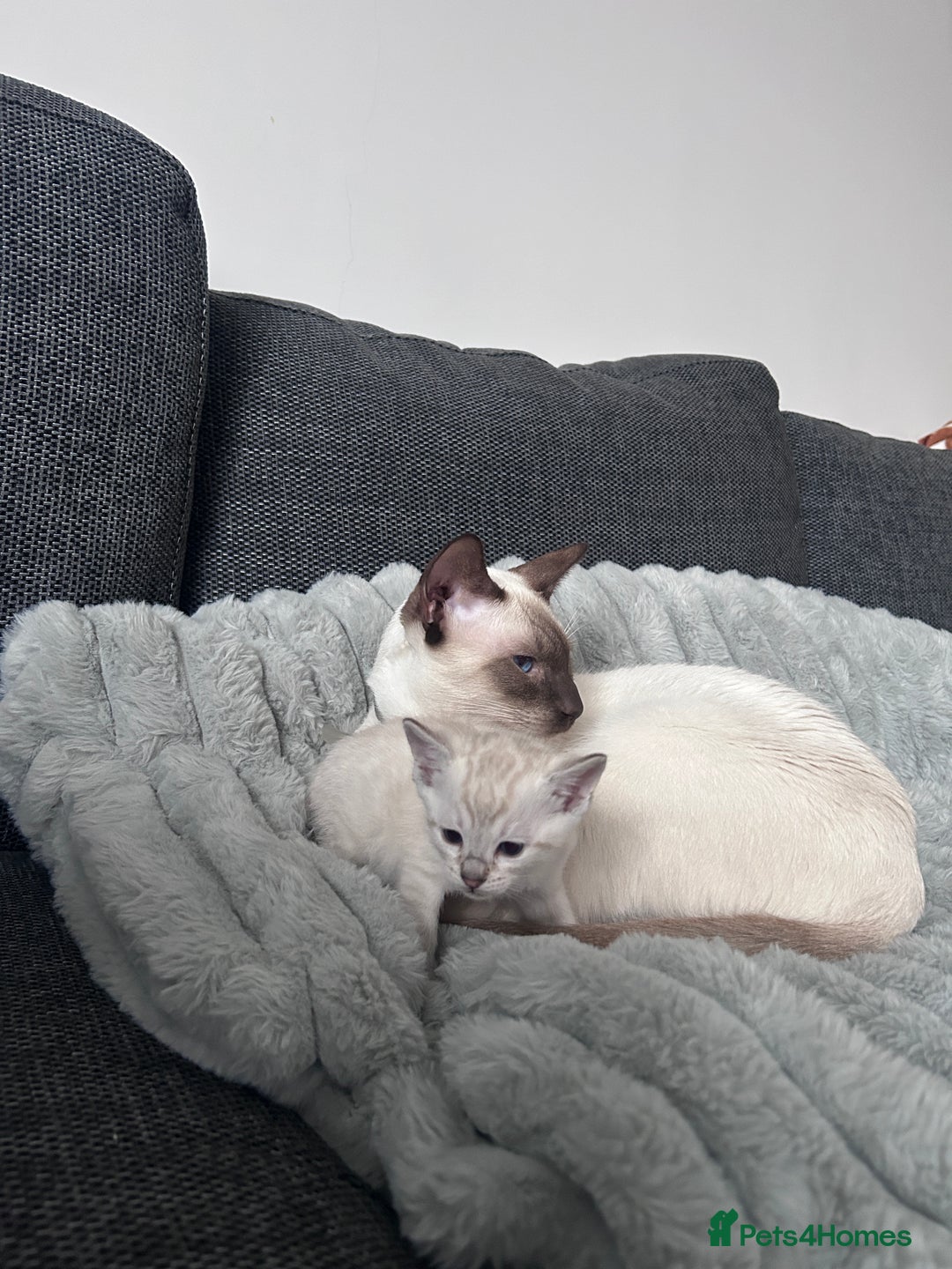 Siamese cats for stud: 🍫 CHOCCY POINT WEDGEHEAD TYPE SIAMESE STUD - Advert 4