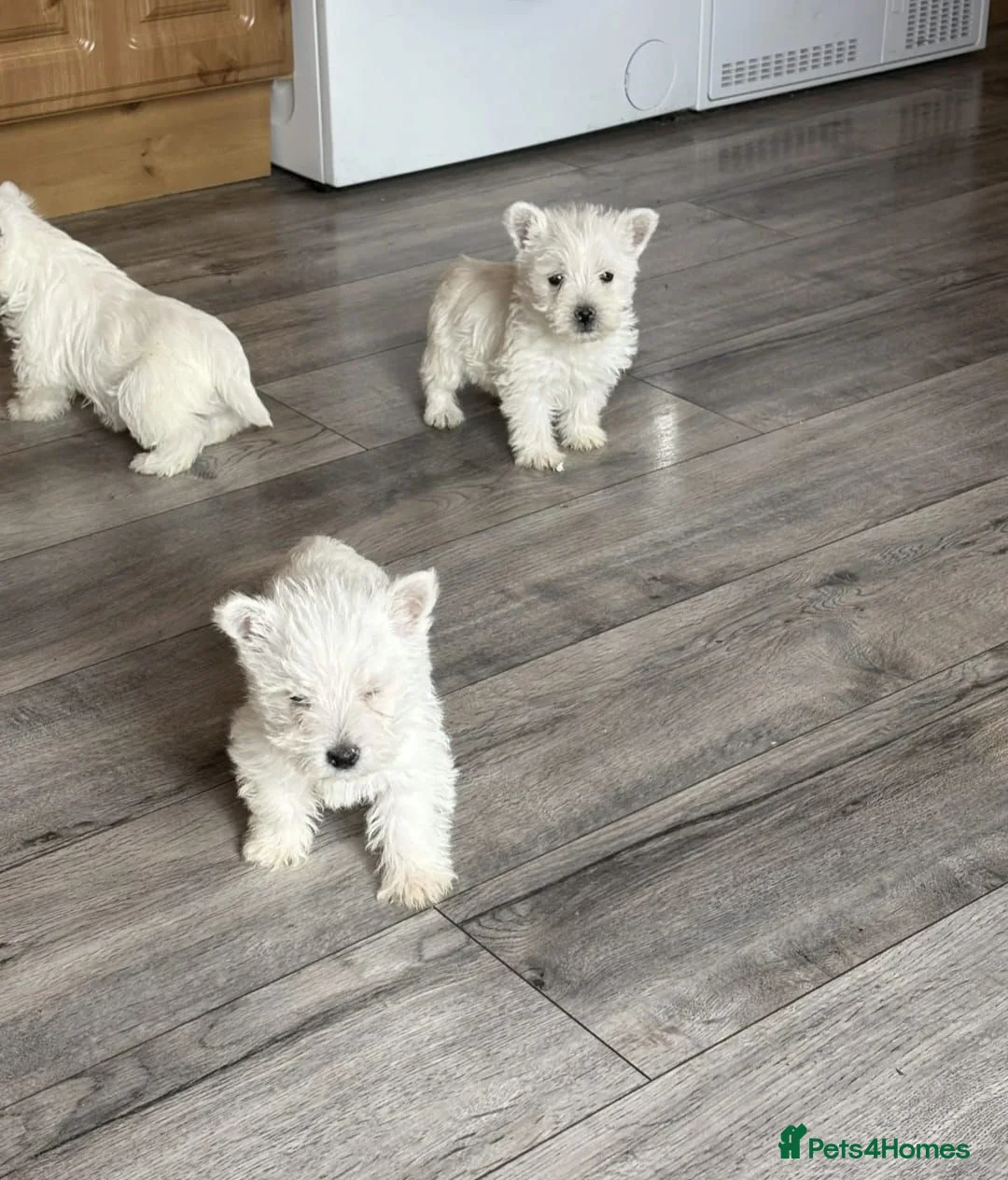 West Highland Terrier dogs for sale: STUNNING FULL WEST HIGHLAND PUPPIES  - Advert 2