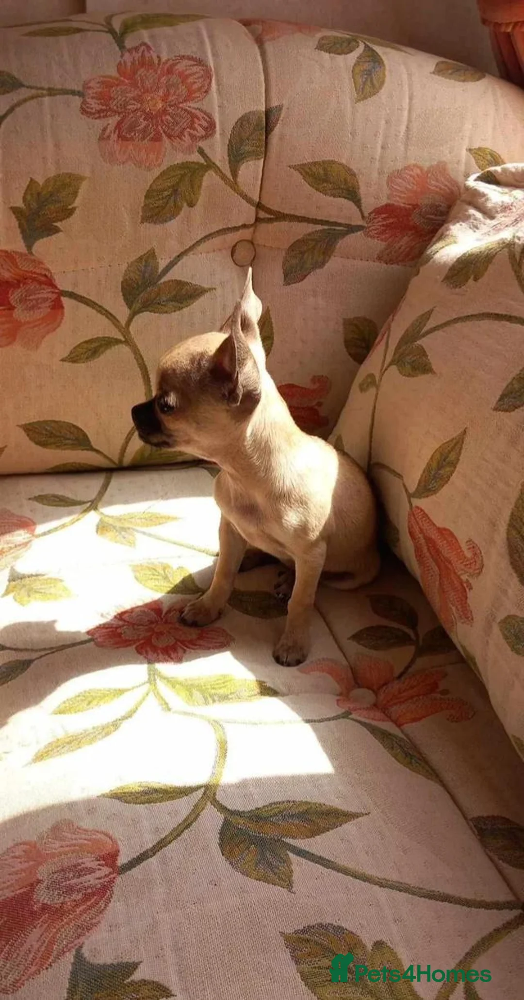 Chihuahua dogs for sale: Chihuahua puppies forsale only Girl puppy left in Belfast - Advert 1