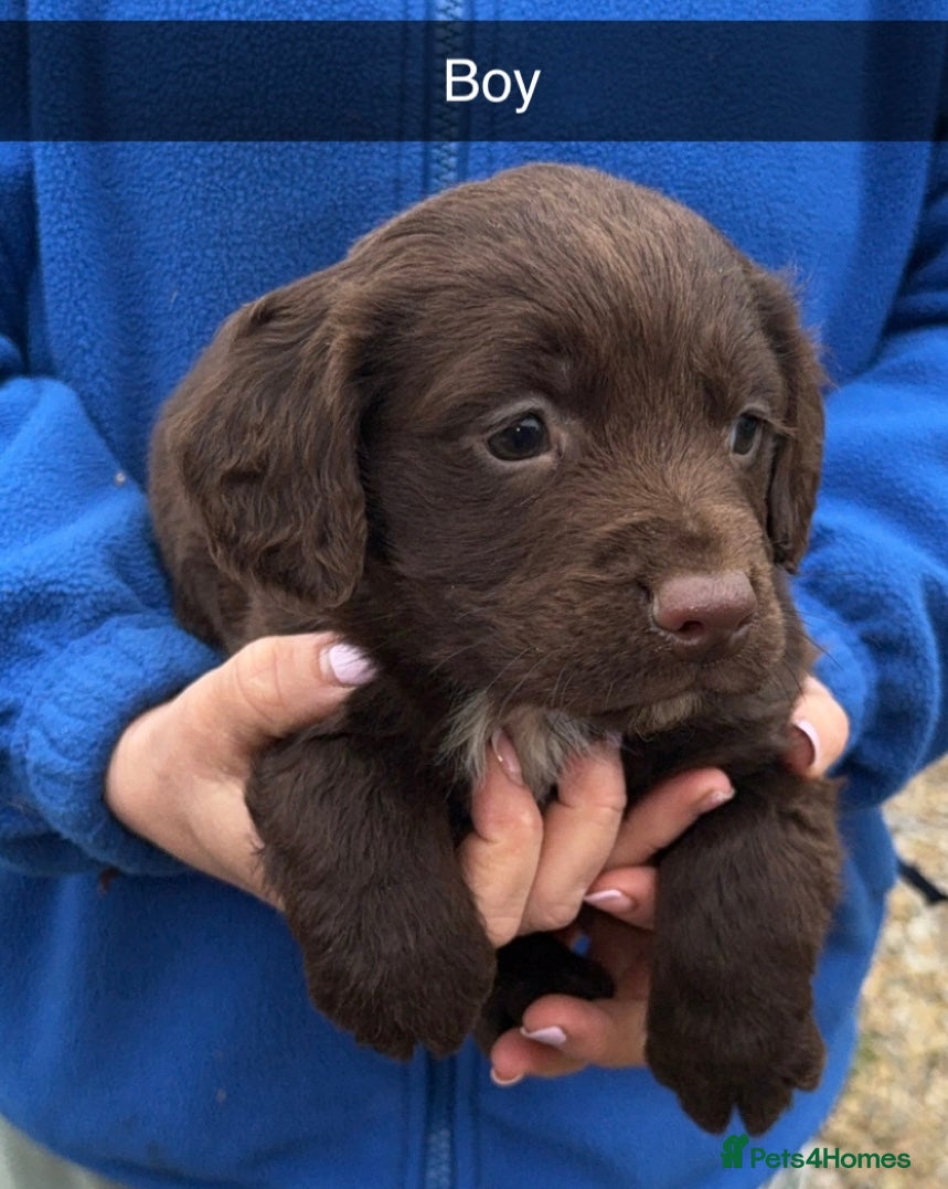 Cocker Spaniel dogs Cocker spaniel puppies  - Advert 1