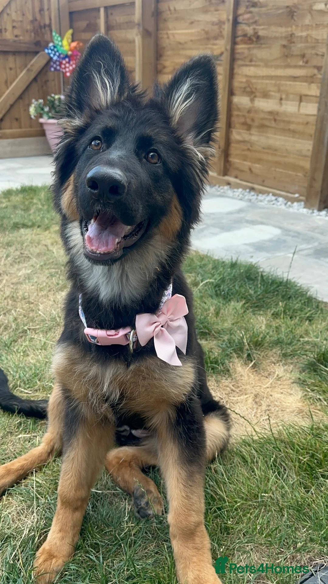 German Shepherd dogs for sale: German Shepherd Puppy  - Advert 2