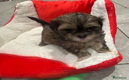 Shih Tzu dogs for sale: Beautiful Shih Tzu puppies - Image 2