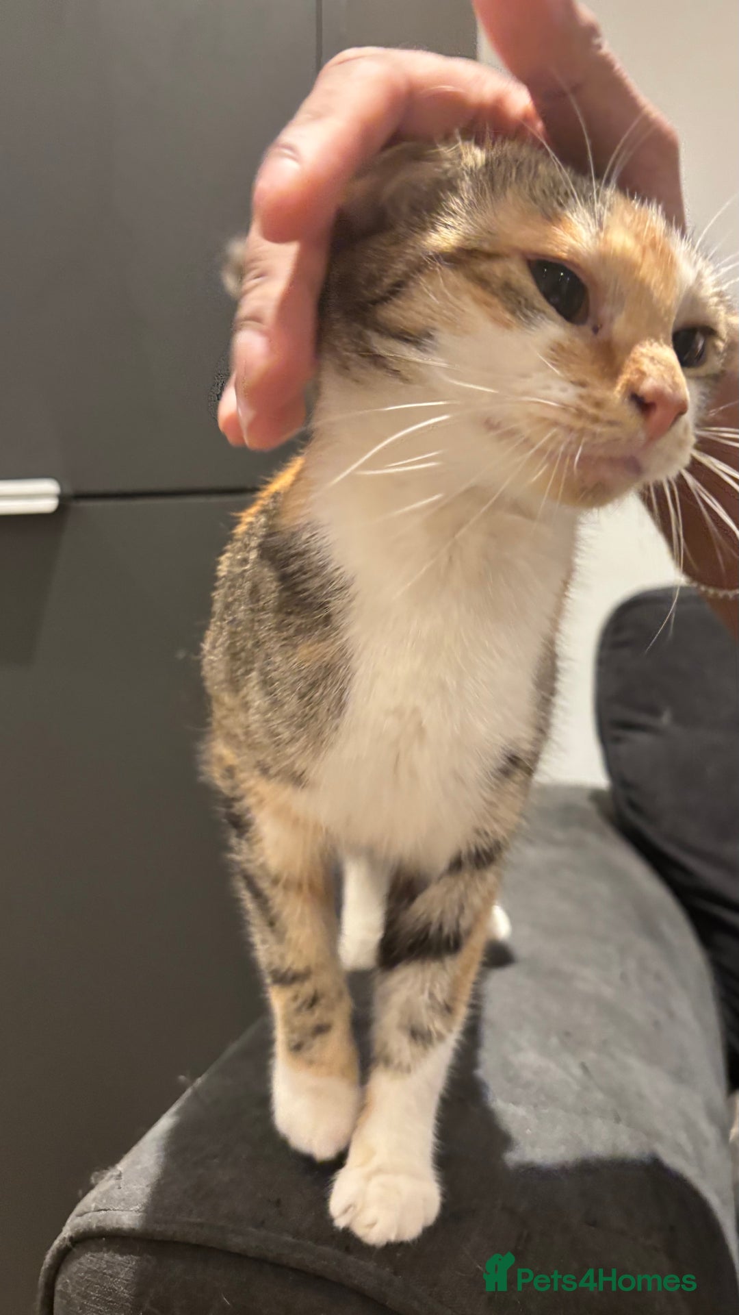 Domestic Shorthair cats for sale: 1 x Male and 1x Female cat - Advert 15