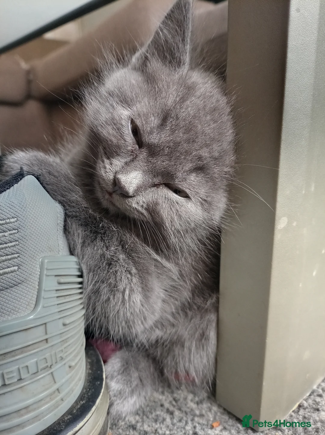 Mixed Breed cats for sale: Full Gray Boy & Tortoiseshell Girl  - Advert 7