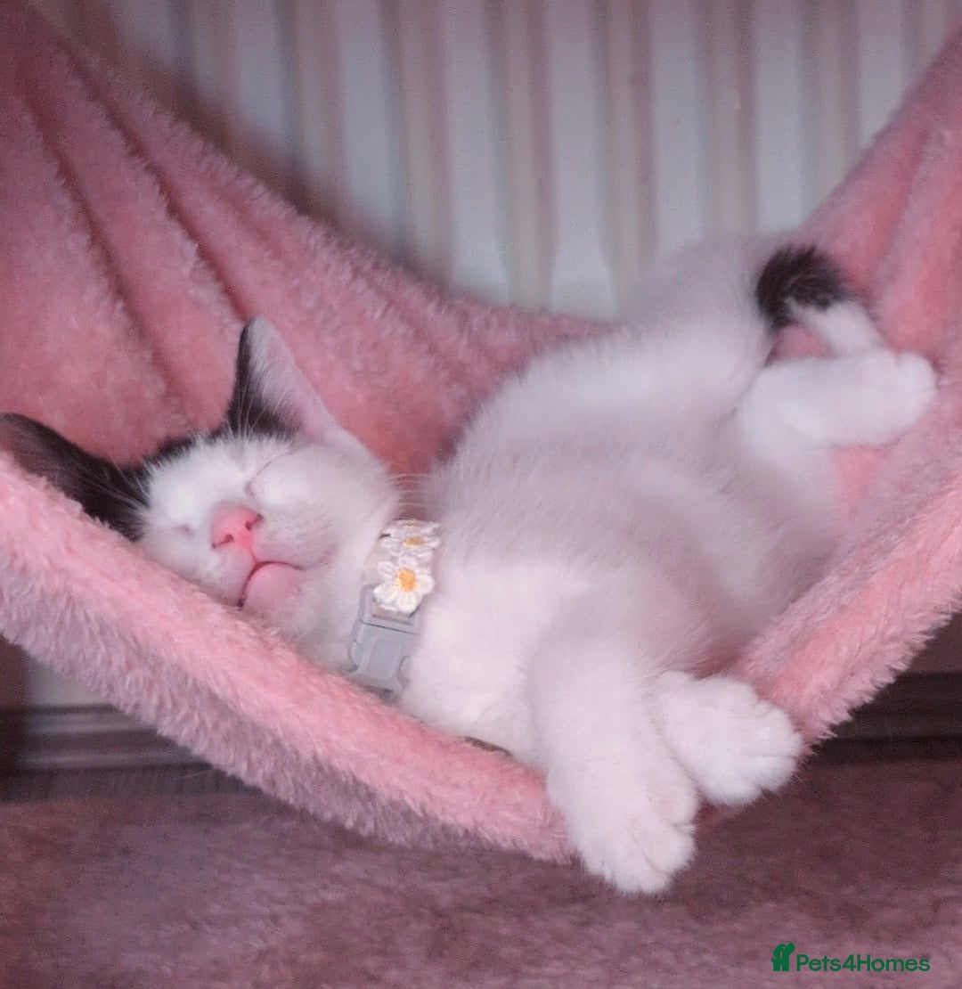 Mixed Breed cats A beautiful kitten is available to move in! - Advert 6