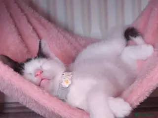 Mixed Breed cats A beautiful kitten is available to move in! - Advert 2