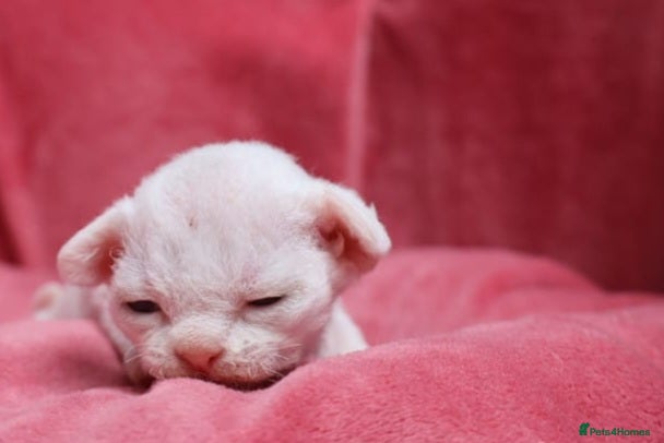Devon Rex cats Pedigree Devon Rex Kittens - Advert 1