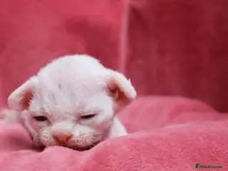 Devon Rex cats Pedigree Devon Rex Kittens - Advert 1