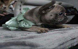 French Bulldog dogs for sale: French bulldog  puppies - Image 3