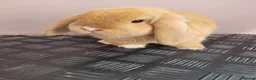 Mini Lop rabbits for sale: Mini lop Young adults available  - Advert 3
