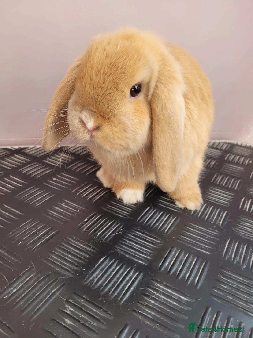 Mini Lop rabbits for sale: Mini lop Young adults available  - Advert 3