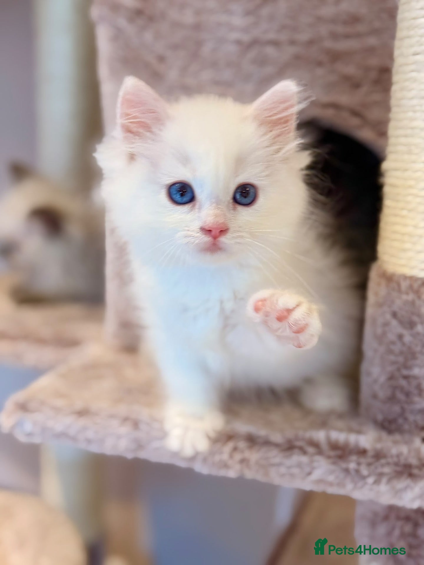 Mixed Breed cats Beautiful Ragdoll x Persian kittens  - Advert 2