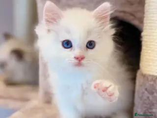 Mixed Breed cats Beautiful Ragdoll x Persian kittens - Advert 2