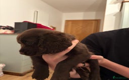 Cocker Spaniel dogs for sale: Cocker Spanial Puppies (2 left) - Advert 15