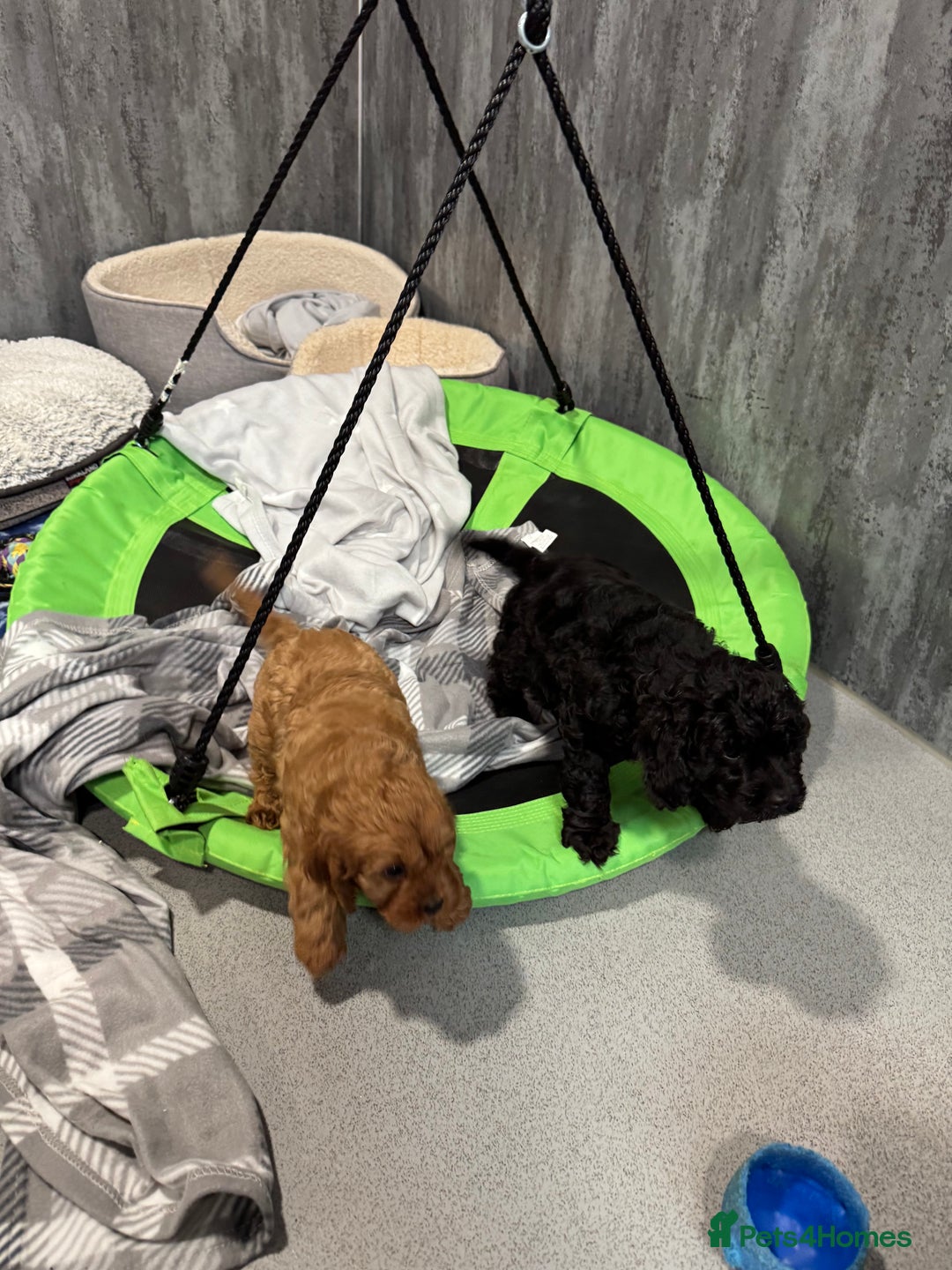Cavapoo dogs for sale: F1 DNA tested Cavapoo puppies - Advert 8