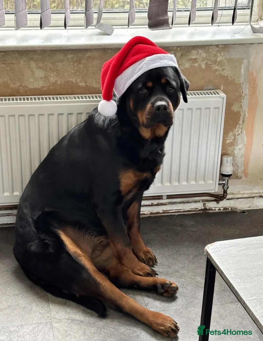 Rottweiler dogs for sale: Rottweiler  - Advert 6