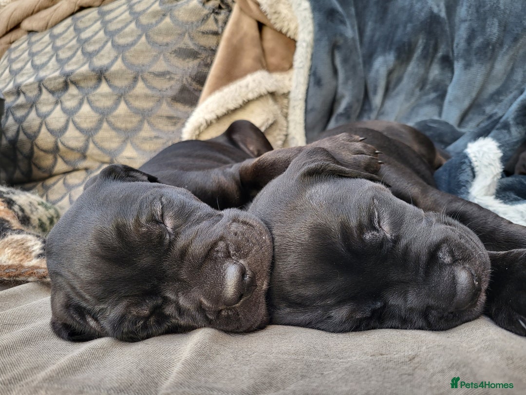 Mixed Breed dogs for sale: Alaunt type dogs - Advert 10