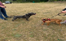 Staffordshire Bull Terrier dogs for sale: Gorgeous black brindle Staffy pups KC - Image 4