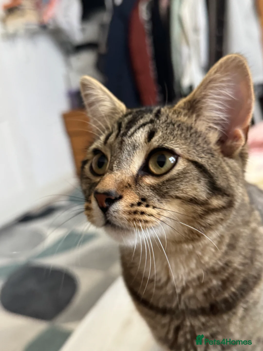 Mixed Breed cats for sale: Male  - Advert 4