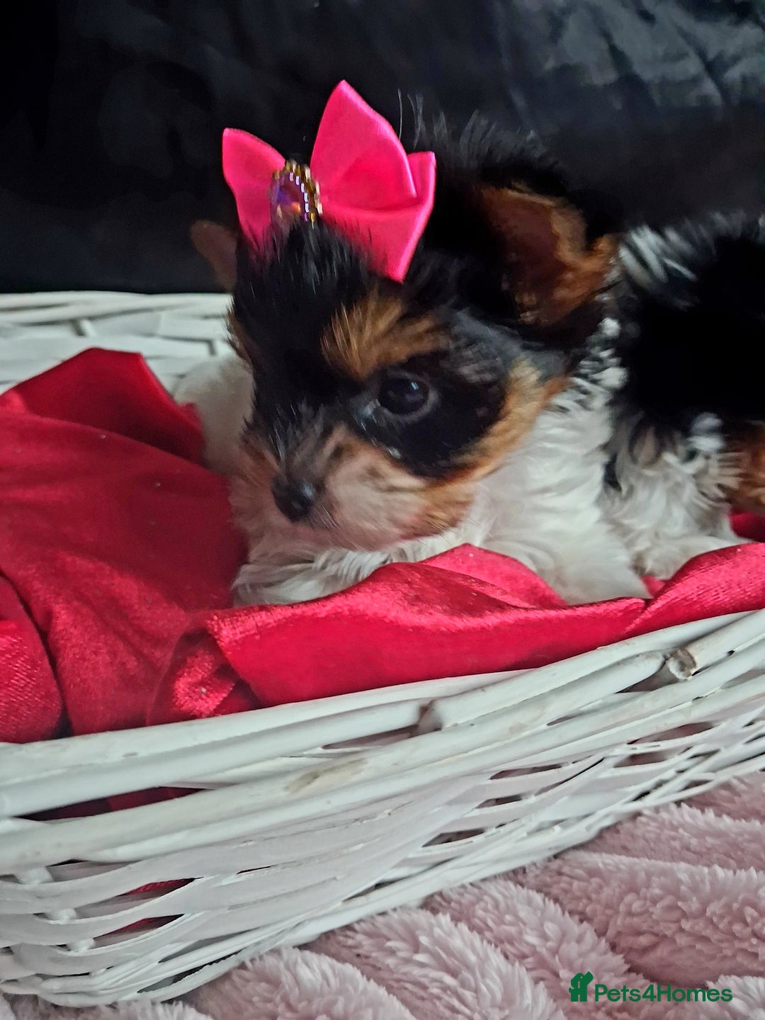 Biewer Terrier dogs for sale: Beautiful 2 mini girls - Advert 10