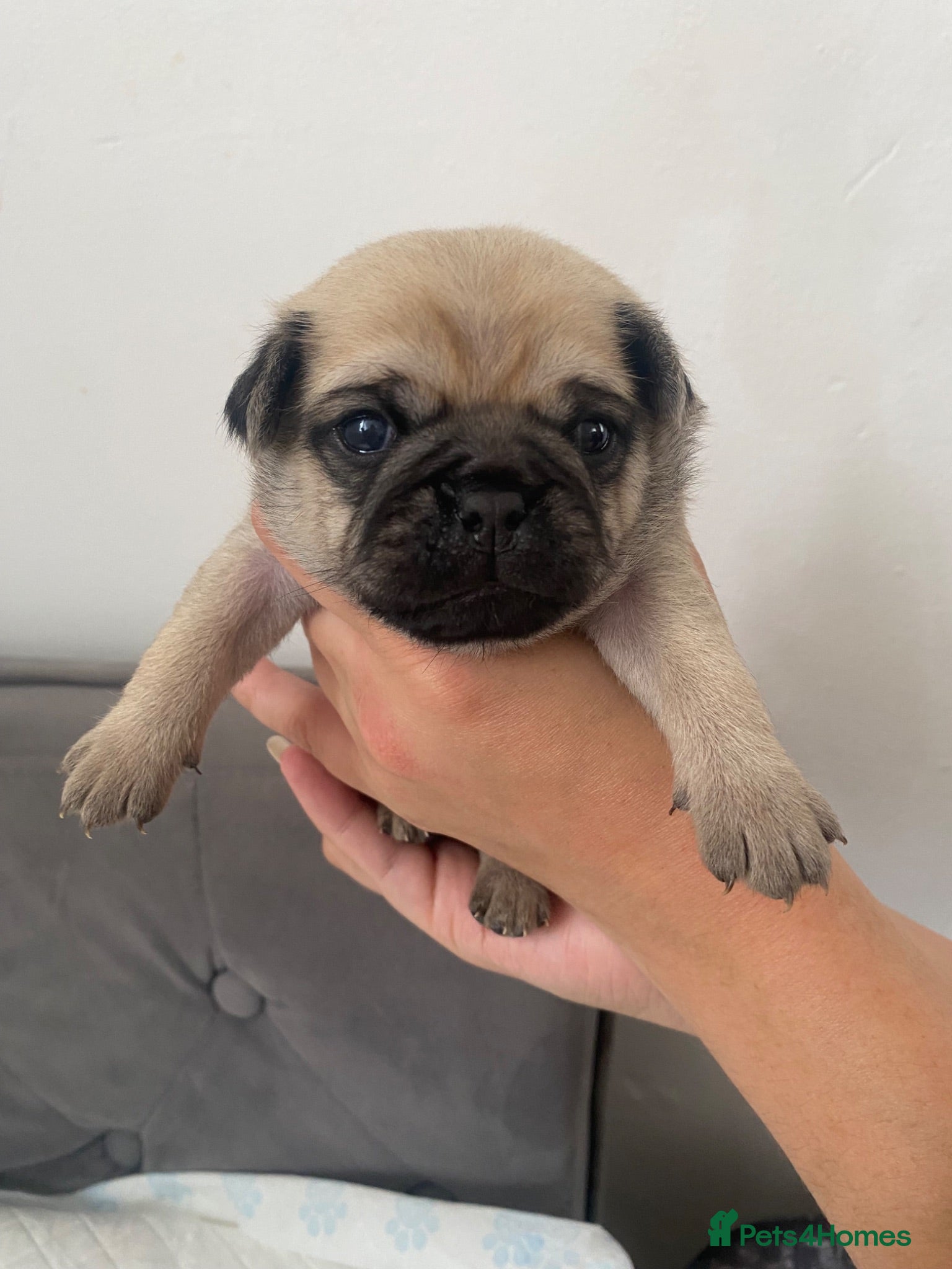 Pug dogs Beautiful Purebred Pug Puppies for Sale - Advert 3