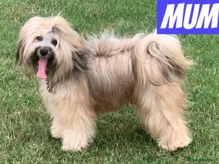 Tibetan Terrier dogs KC registered Tibetan Terrier pups for sale - Advert 1