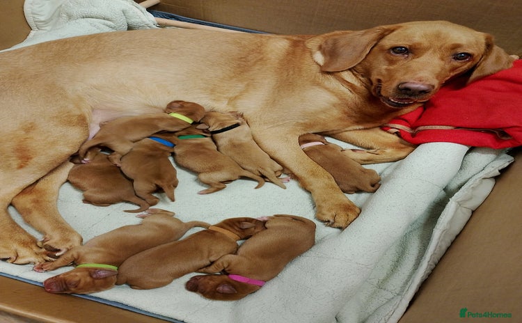 Labrador Retriever dogs - Advert 4