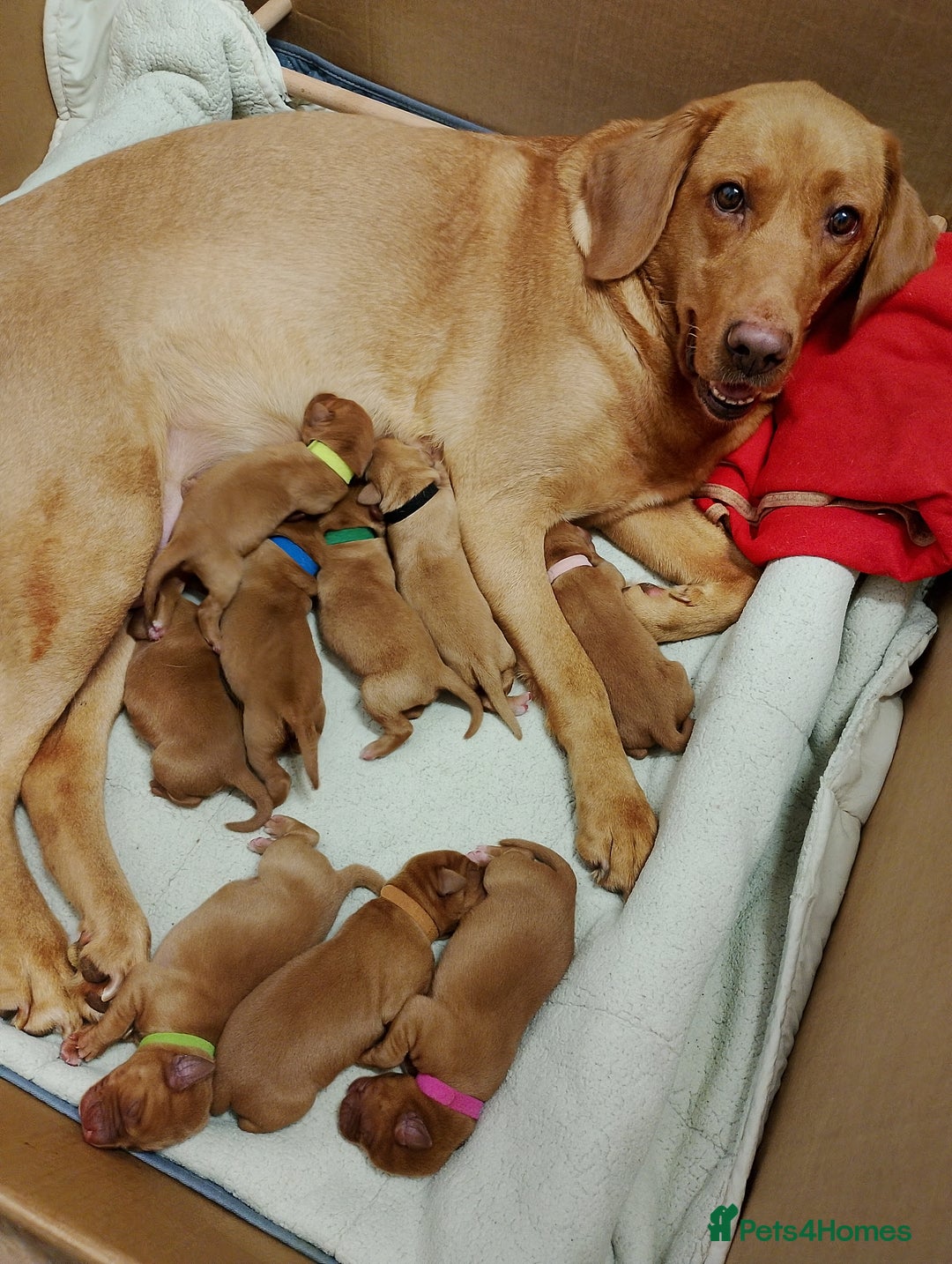Labrador Retriever dogs for sale: KC Fox Red Labrador Pups *Ready for home 20/12/25* - Image 3
