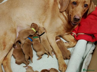 Labrador Retriever dogs - Advert 27