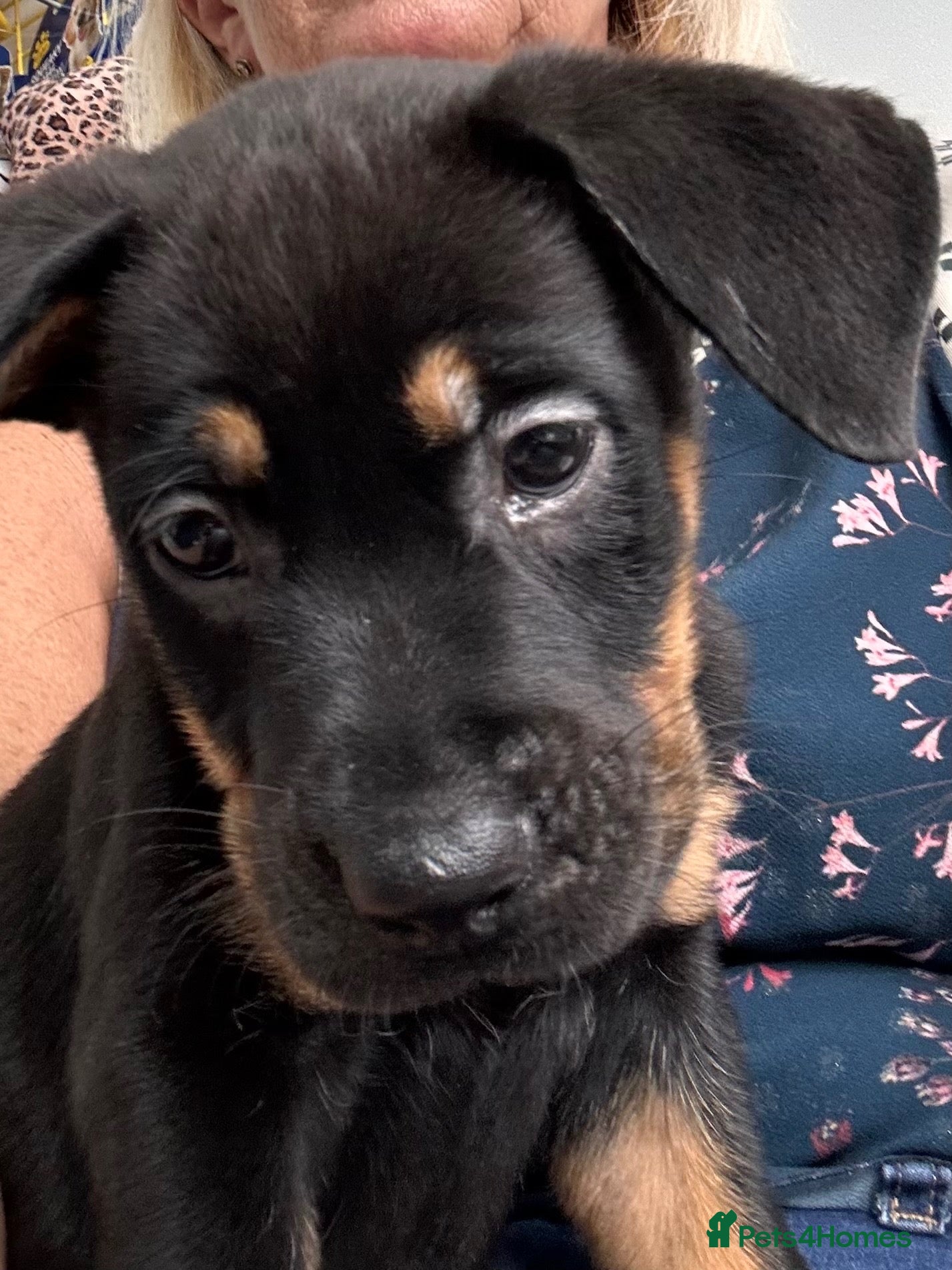 Mixed Breed dogs 6 Beautiful Old Tyme Bulldog X German Sheperd pups - Advert 1