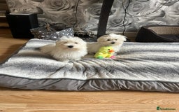 Havanese dogs for sale: Extra mini Havanese x Maltese puppies - Image 15