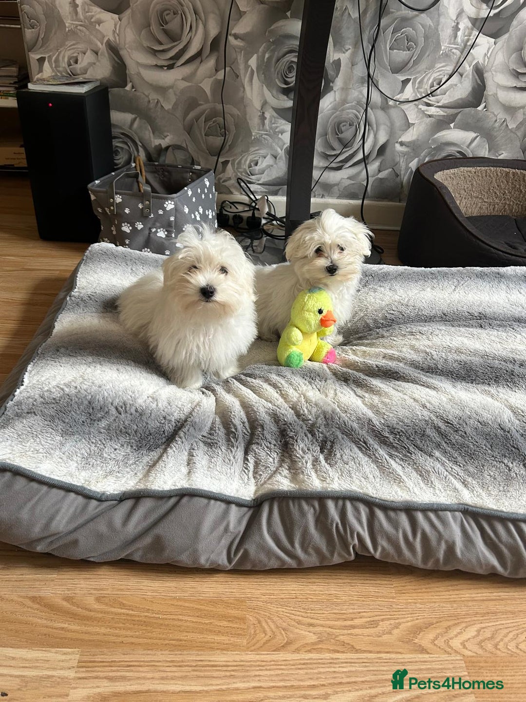 Havanese dogs for sale: Extra mini Havanese x Maltese puppies - Image 15