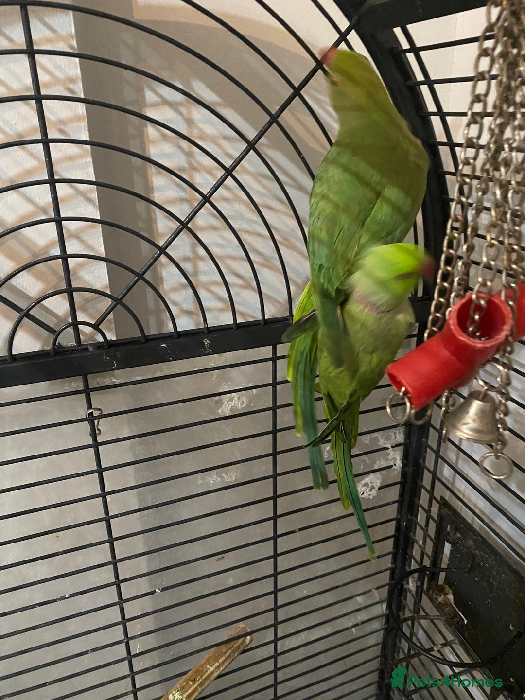 Ringnecks birds for sale: Ringnecks  - Advert 3