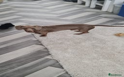 Dachshund dogs for stud: PROVEN STUD miniature dashund - Image 7