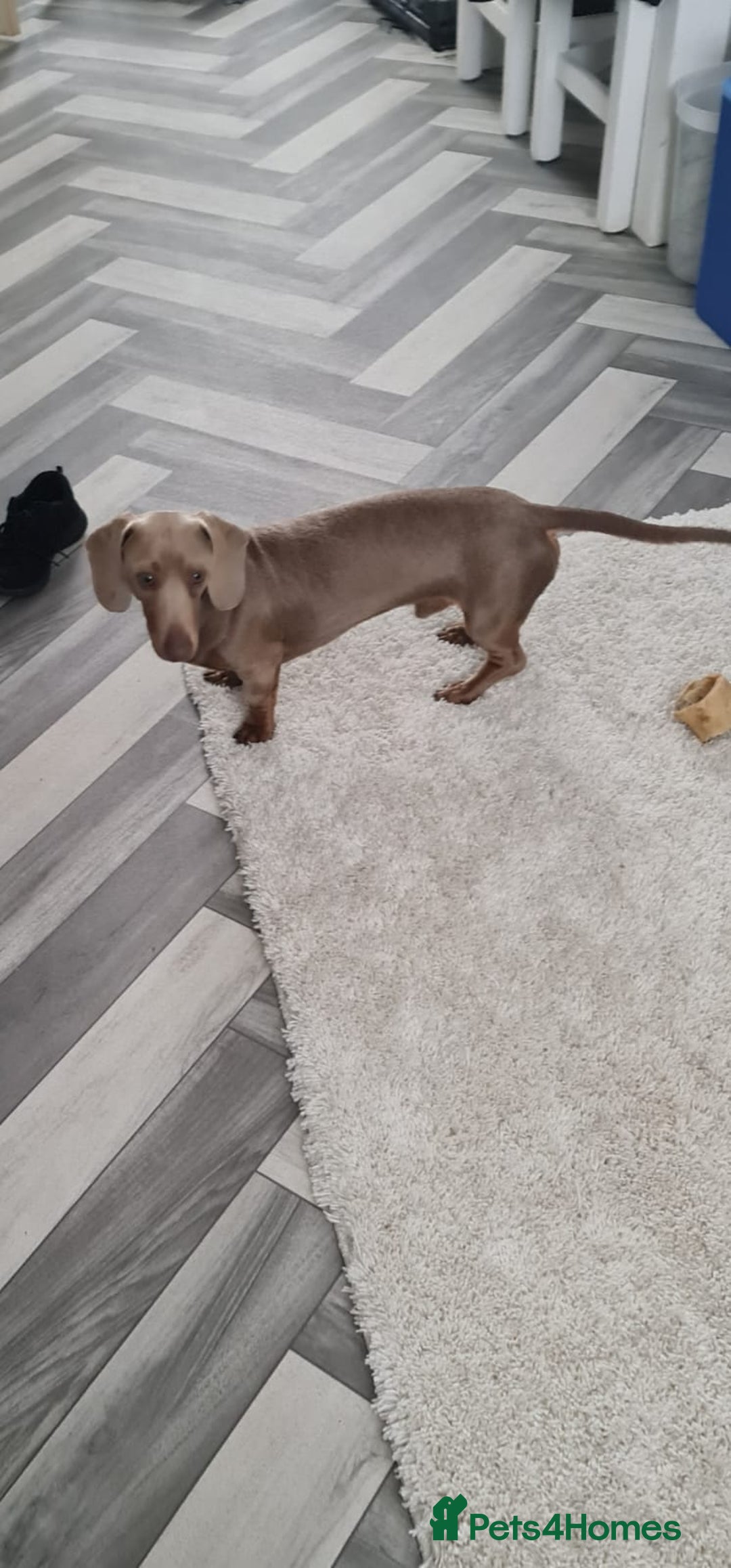 Dachshund dogs for stud: PROVEN STUD miniature dashund - Image 7