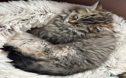 Persian cats for sale: ❤️2 affectionate Persian/Siberian mix babies❤️ - Image 4