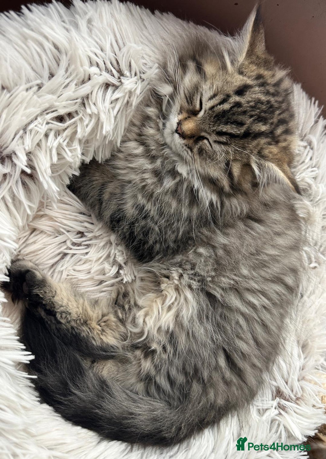 Persian cats for sale: ❤️2 affectionate Persian/Siberian mix babies❤️ - Image 4