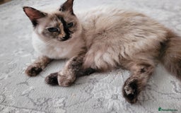 RagaMuffin cats for sale: Ragamuffin kittens  - Image 4