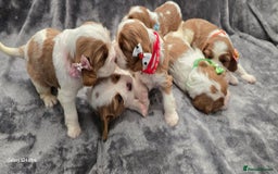 Cavalier King Charles Spaniel dogs for sale: 🐶 KC Cavalier King Charles Spaniel Puppies 🐶 - Image 1