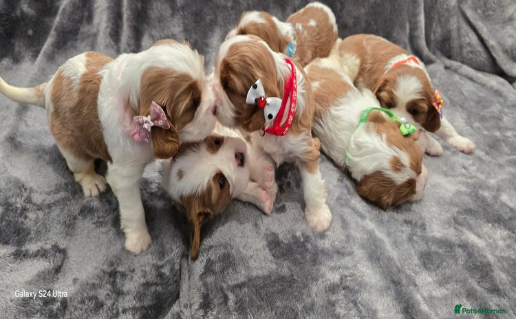 Cavalier King Charles Spaniel dogs - Advert 3