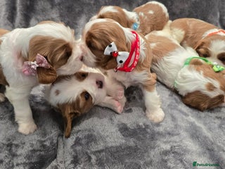 Cavalier King Charles Spaniel dogs - Advert 5