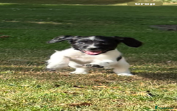 English Springer Spaniel dogs for sale: English Springer Spaniels  - Image 2