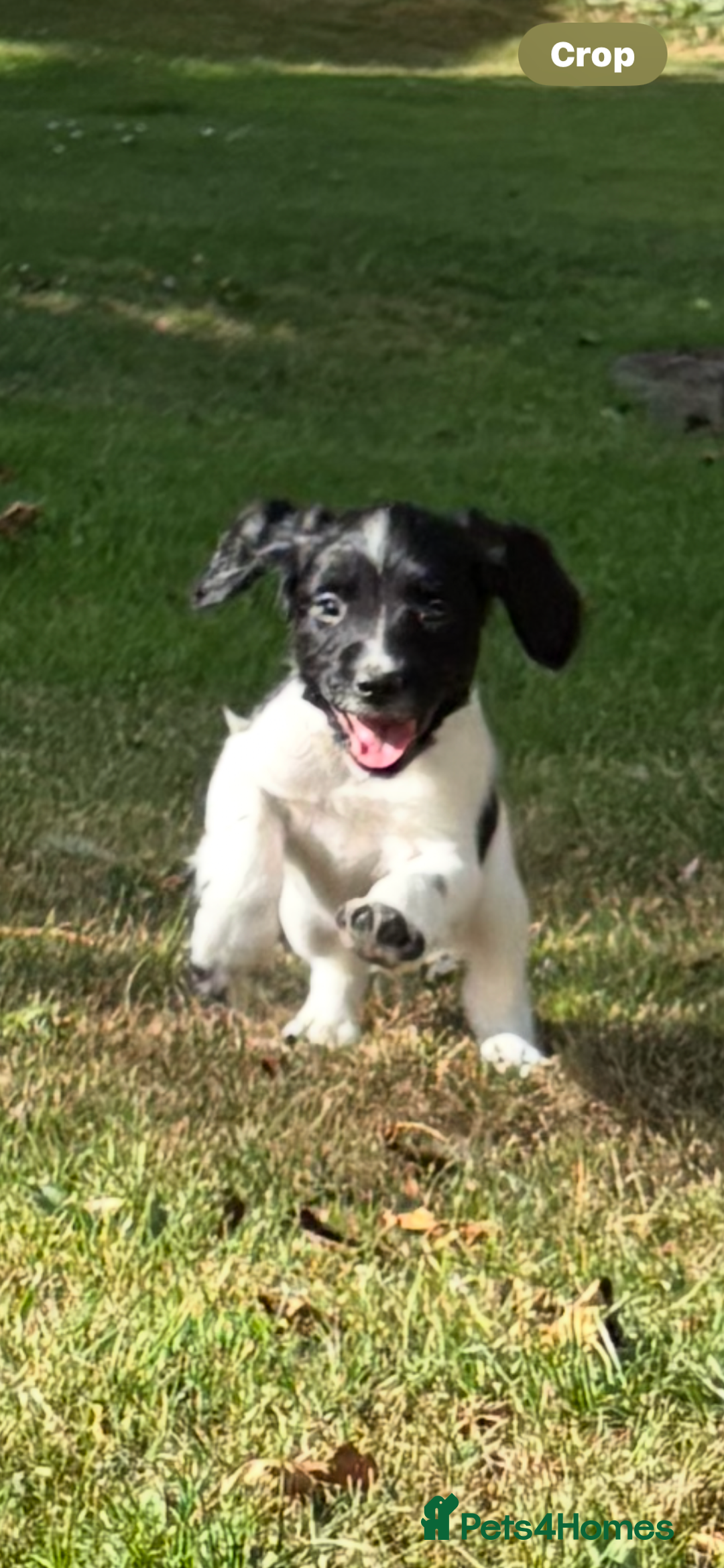 English Springer Spaniel dogs for sale: English Springer Spaniels  - Image 2